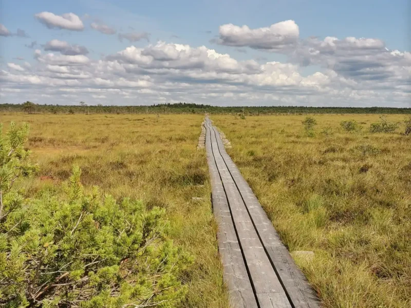 Kolmest kõrvuti lauast koosnev laudtee ulatub üle raba kuni silmapiiril oleva metsani ja hääbub sinna sisse kaugusest vaadatuna. Taevas mõned raskelt mõjuvad hallika põhjaga pilved.