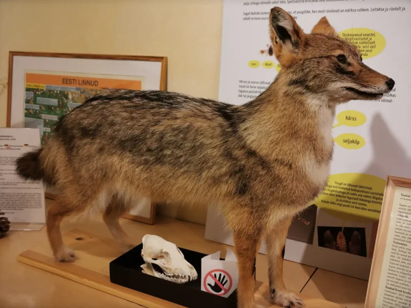 Šaakali topis Kabli Külastuskeskuses. Šaakal on pruuni mustakirju seljaosaga ja natuke valge rinnaesisega. Kasvult küllalt madal.