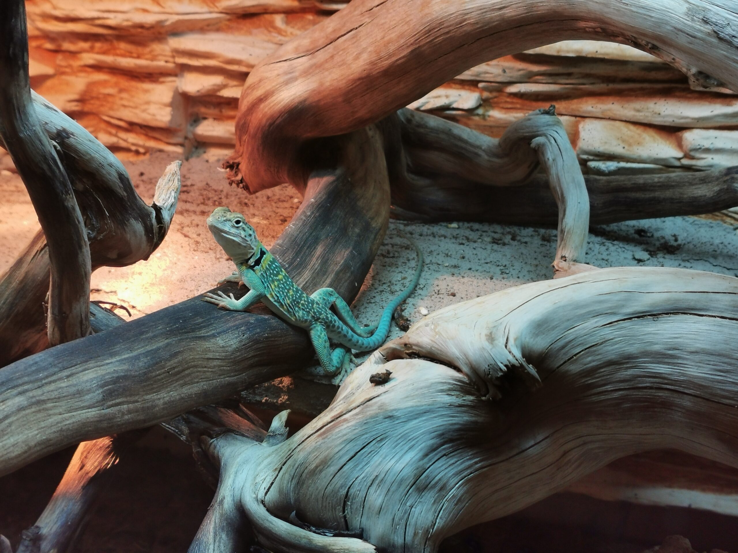 Harilik kaelussisalik peesitab lambivalguses