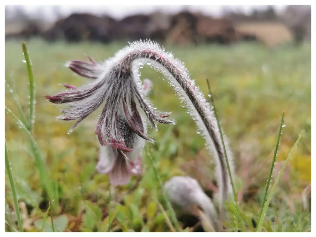 IMG_20250423_181323-01